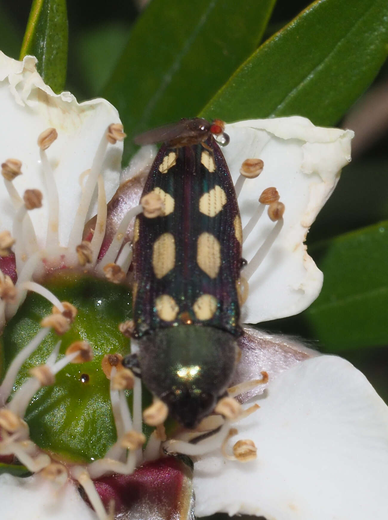 Imagem de Castiarina parallela (White 1859)