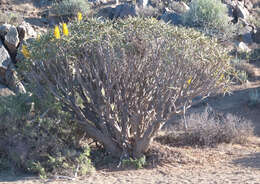 Image of Maiden's Quiver Tree Aloe