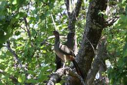 Image of Chaco Chachalaca