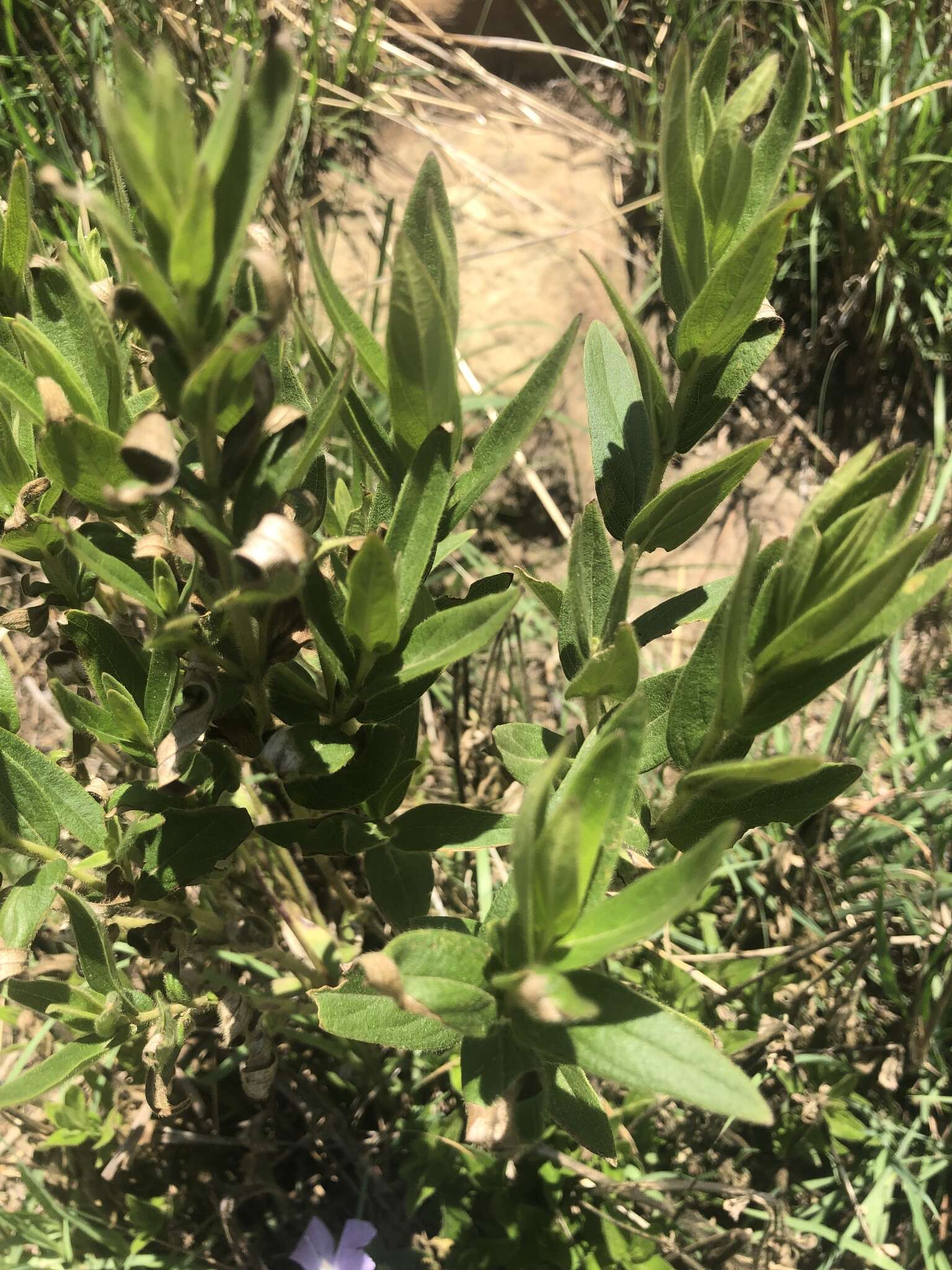 Plancia ëd Barleria monticola Oberm.