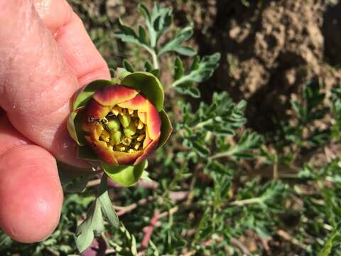 Sivun Paeonia brownii Dougl. kuva