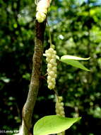 Image de Dioscorea quartiniana A. Rich.