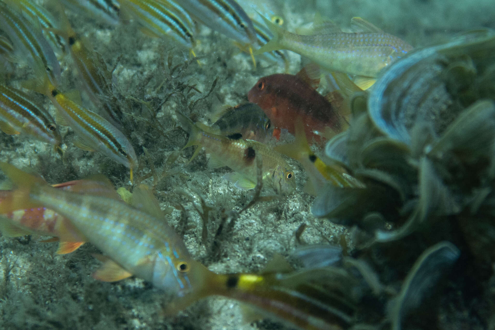 Image of Sidespot goatfish