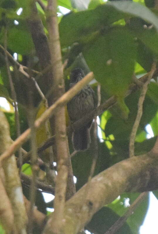 Image of Bold-striped Tit-Babbler