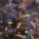 Image of Pilbara Threadtail