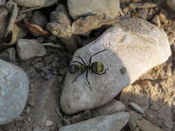 Image of Camponotus sericeiventris rex Forel 1907