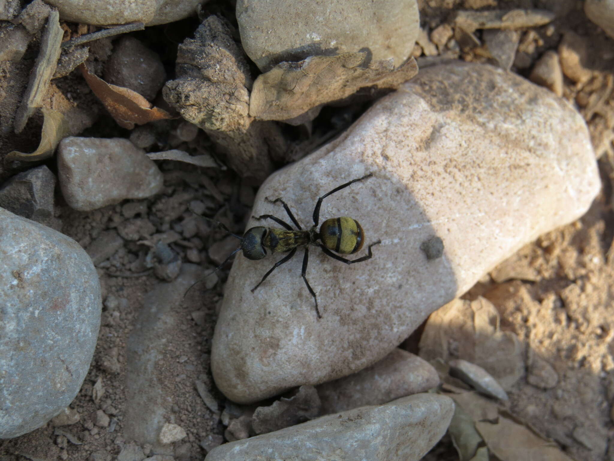 Image of Camponotus sericeiventris rex Forel 1907