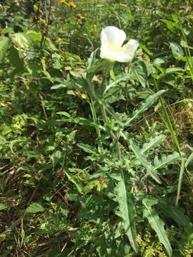 Image of Kunth's Evening-Primrose