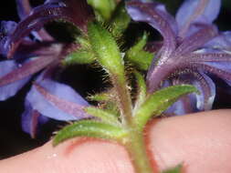 Image of Scaevola glandulifera DC.