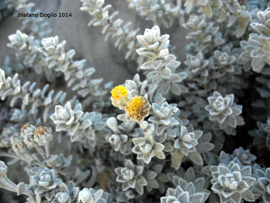 Image of Otanthus maritimus subsp. maritimus