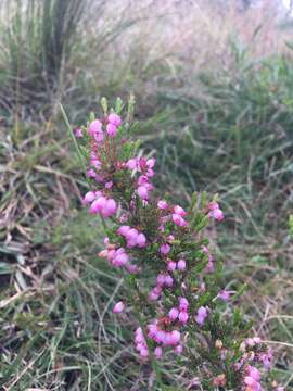 Image of Erica gracilis Wendl.