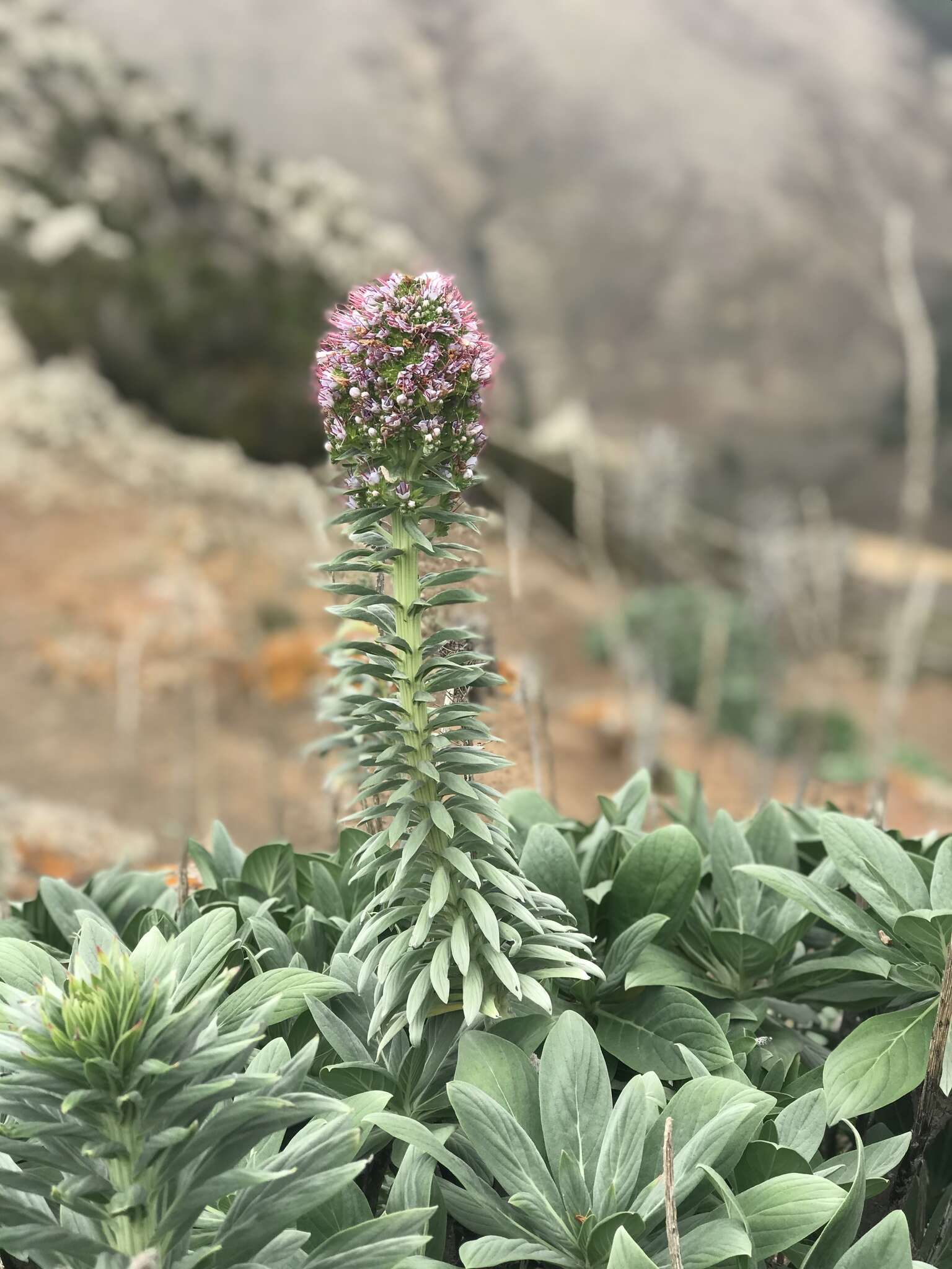 Plancia ëd Echium portosanctense J. A. Carvalho, Pontes, Bat.-Marques & R. Jardim