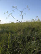 Image of Ferula tatarica Fischer ex Sprengel