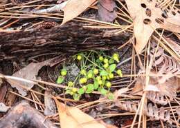 Слика од Euphorbia ipecacuanhae L.