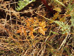 Lomatium canbyi (Coult. & Rose) Coult. & Rose resmi