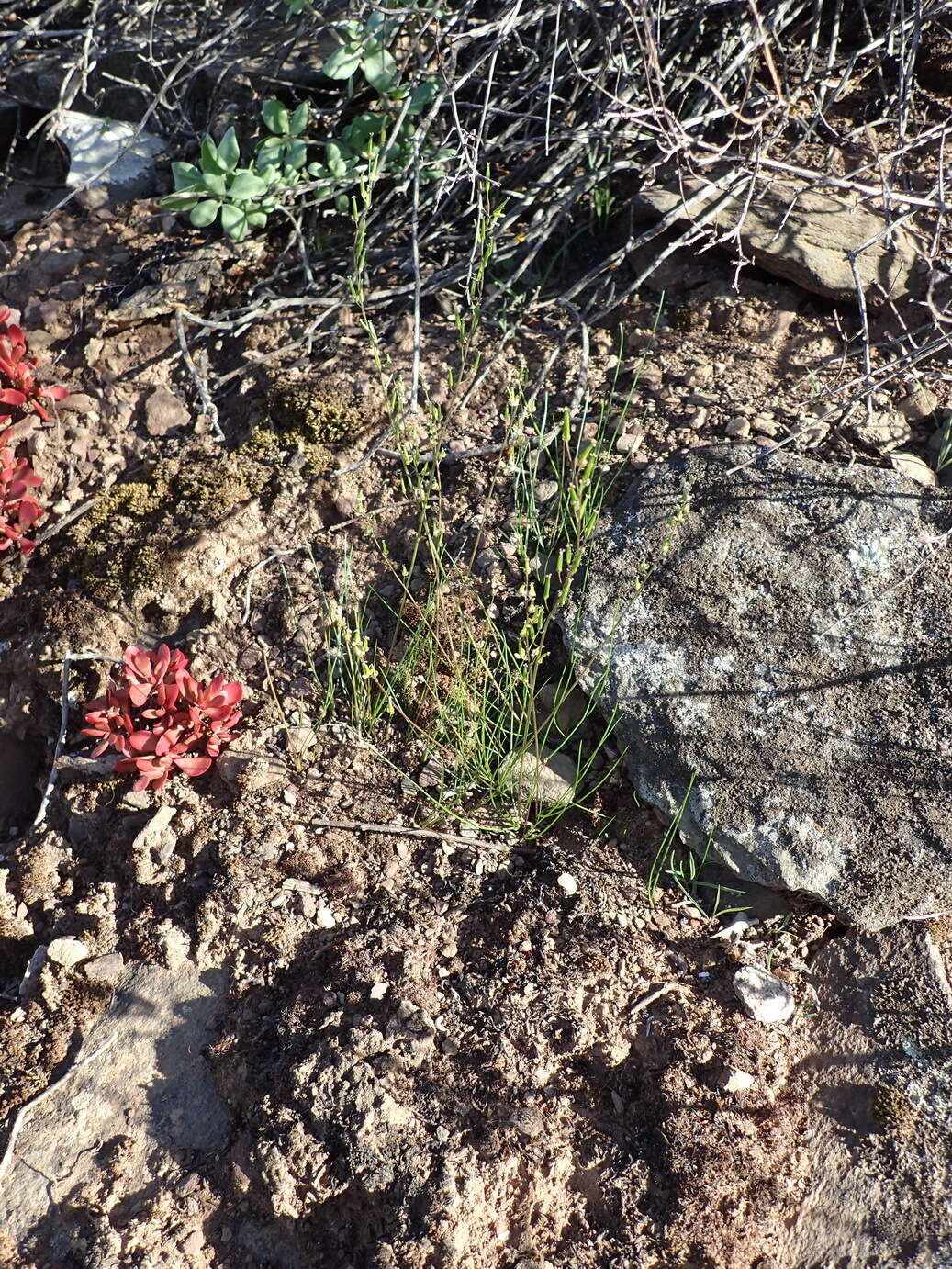 Image of Triglochin bulbosa subsp. bulbosa