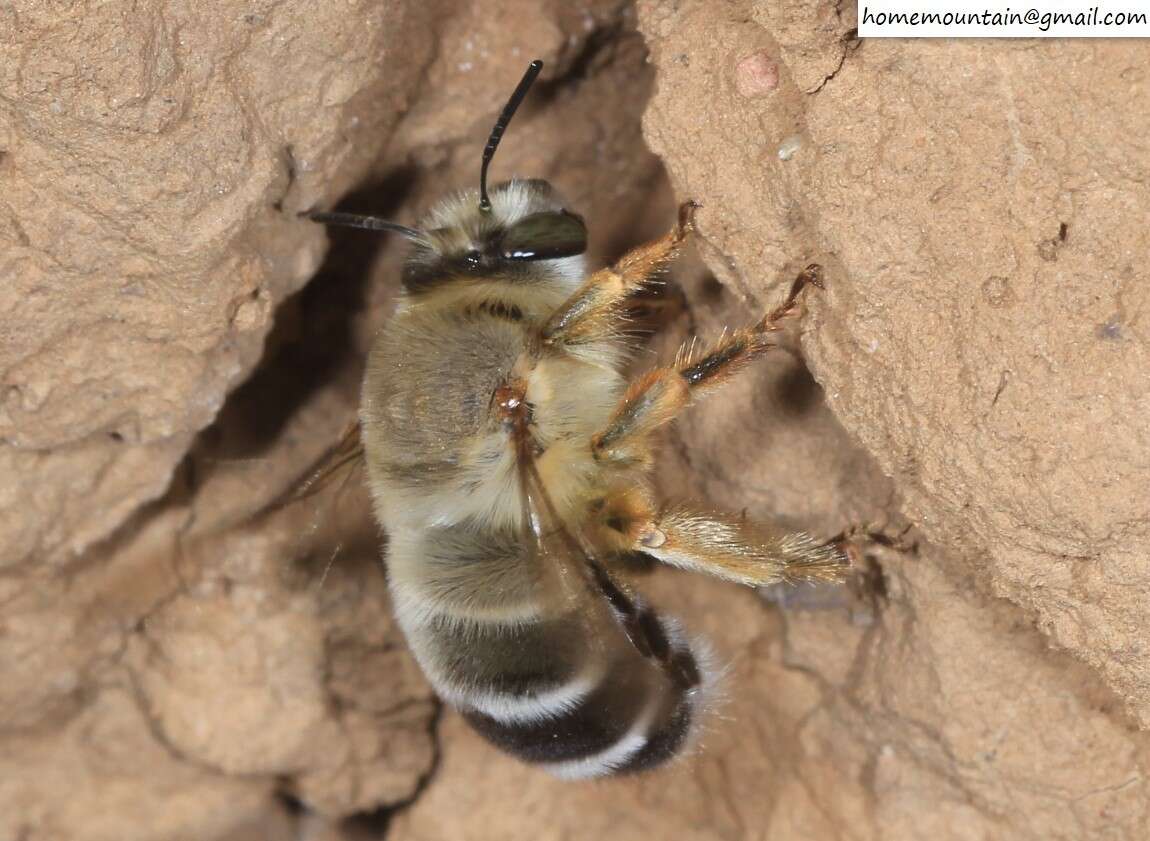 Слика од Anthophora patruelis Cockerell 1931