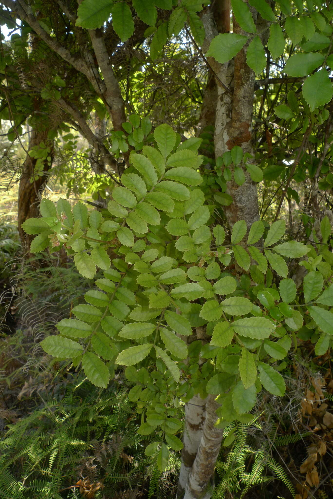 Sivun Pterophylla sylvicola (Sol. ex A. Cunn.) Pillon & H. C. Hopkins kuva