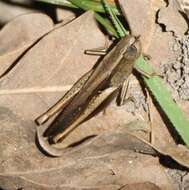 Image of Brown Winter Grasshopper