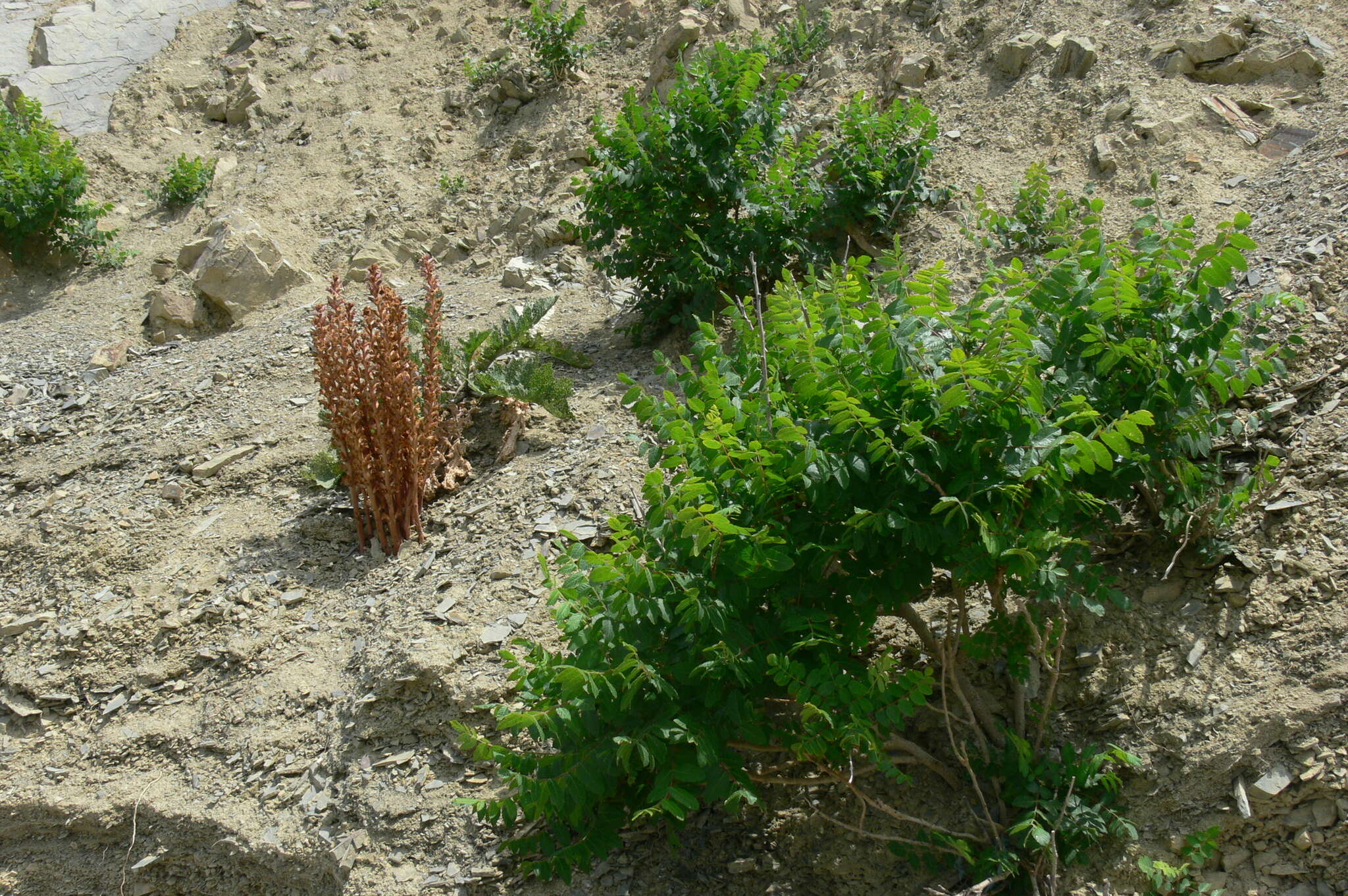 Imagem de Orobanche laxissima Uhlich & Rätzel