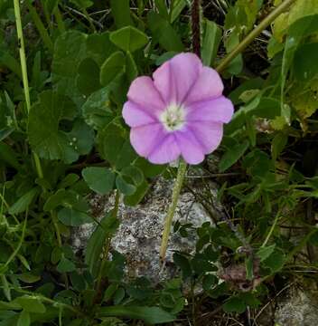 Sivun Convolvulus coelesyriacus Boiss. kuva