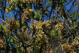 Image de Triplaris gardneriana Wedd.