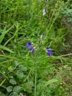 Polemonium occidentale subsp. occidentale的圖片