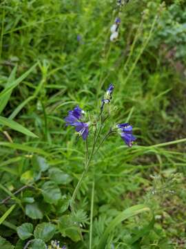 Слика од Polemonium occidentale subsp. occidentale