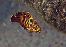 Image of Blue Spotted Wrasse