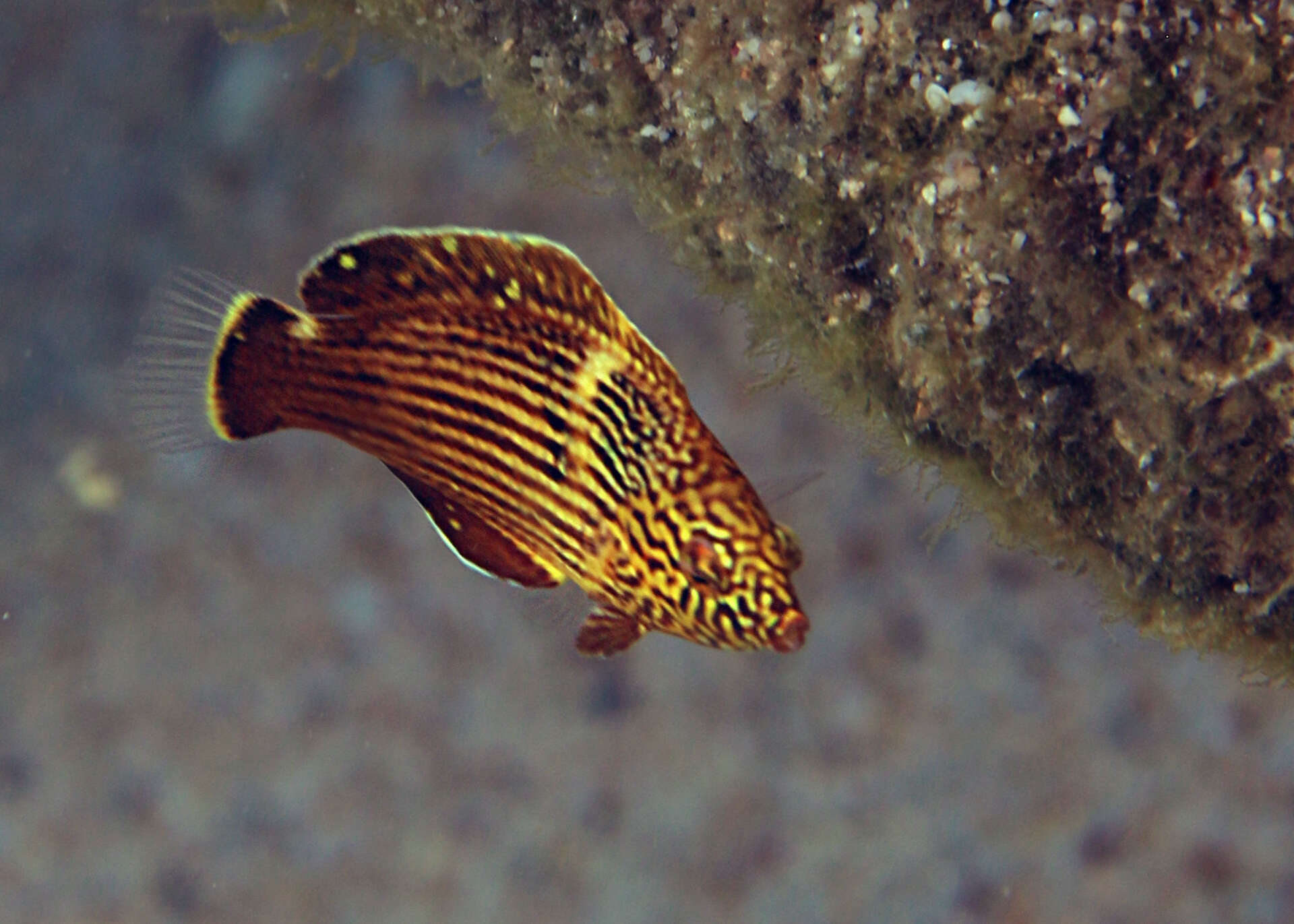 Image of Blue Spotted Wrasse