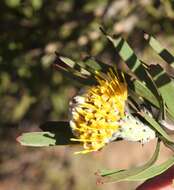 Image of Albertinia pincushion