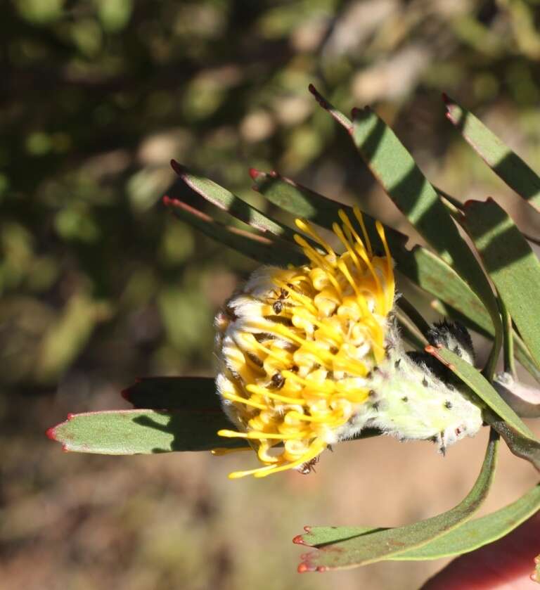 Plancia ëd Leucospermum muirii Phillips