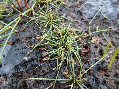 Image of Pale Spike Rush