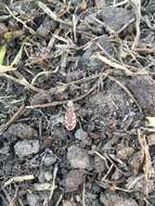 Image of Blowout tiger beetle