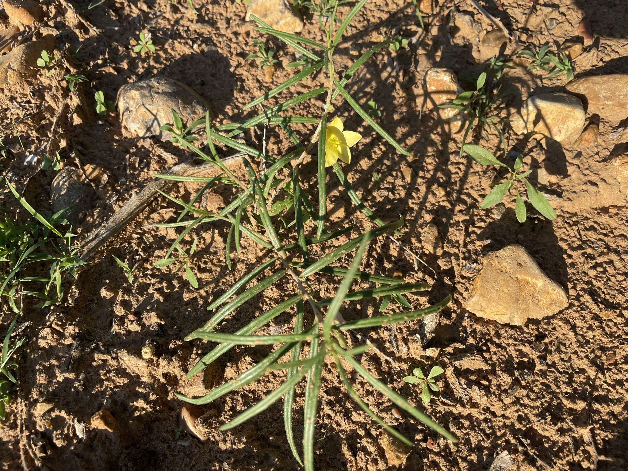 Image of Yellow Flameflower