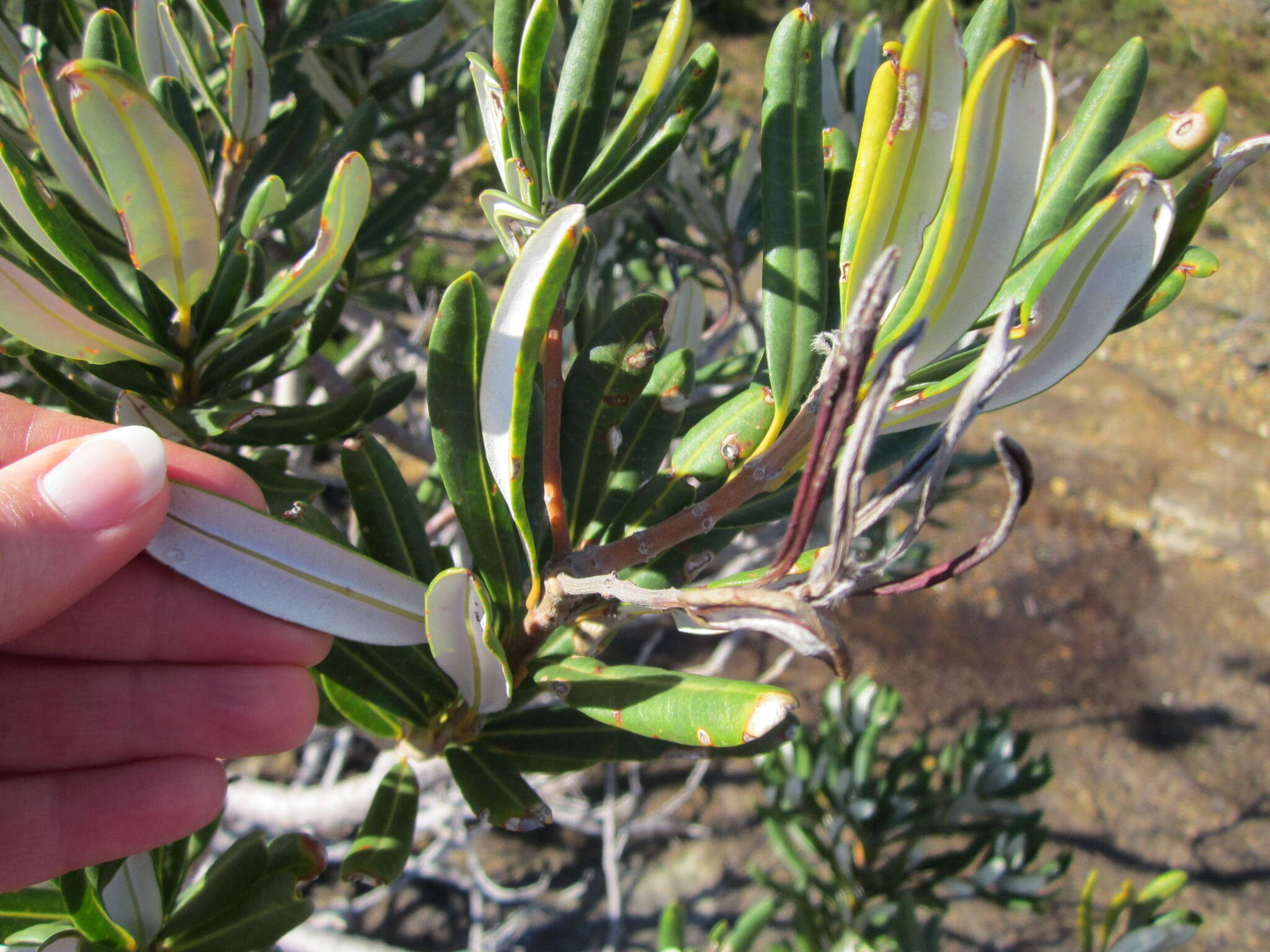 Image of <i>Banksia verticillata</i>