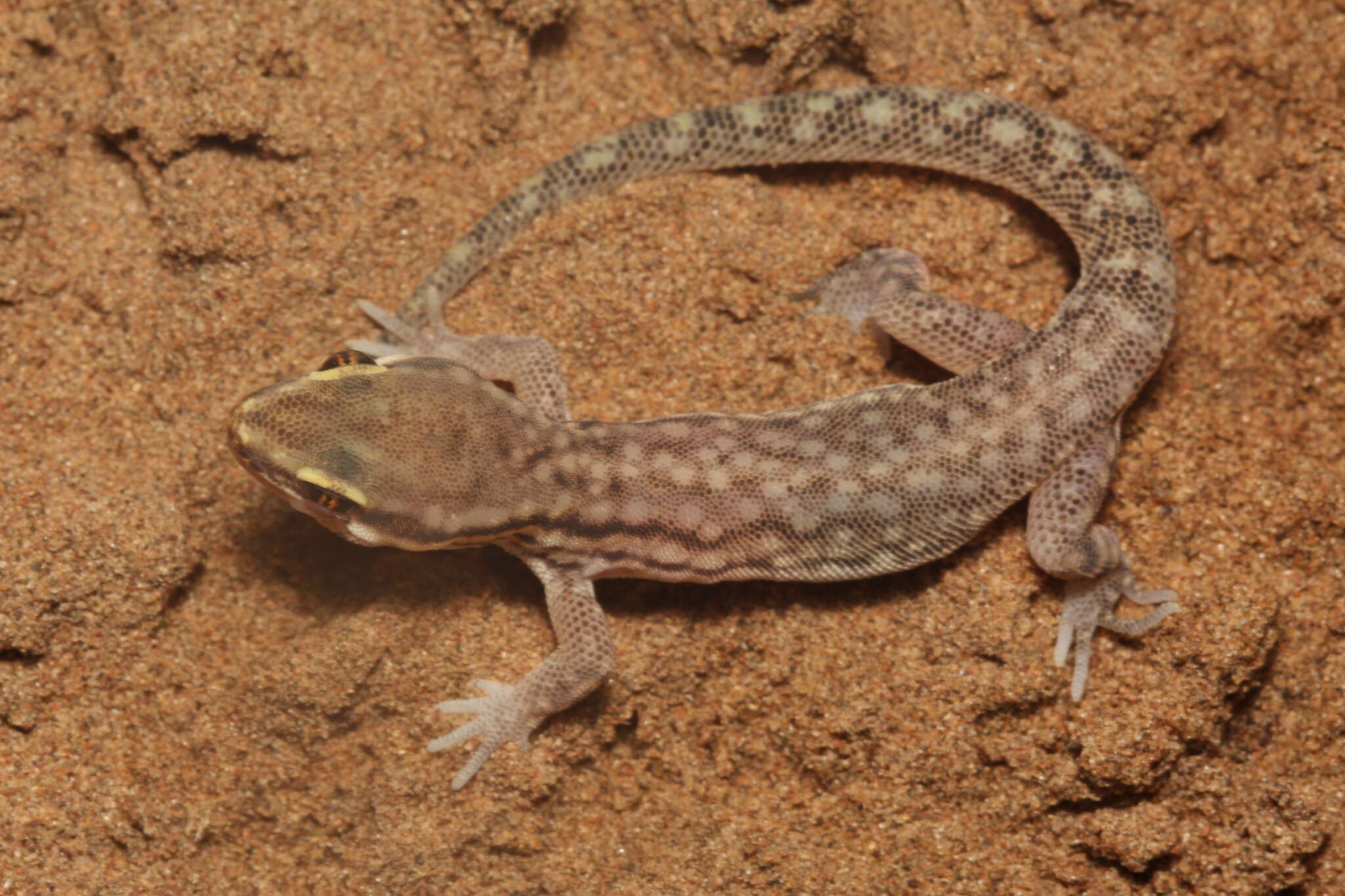 Image of Marked geckos