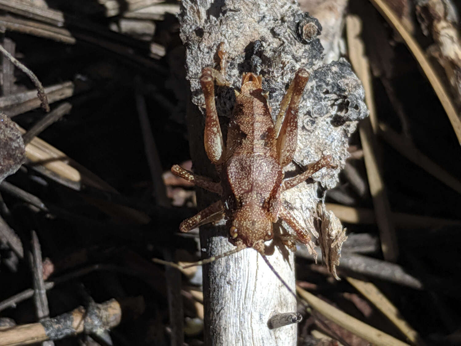 Imagem de Phymonotus jacintotopos Lightfoot, Weissman & Ueshima 2011