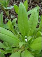 Imagem de Myosotis sparsiflora Pohl