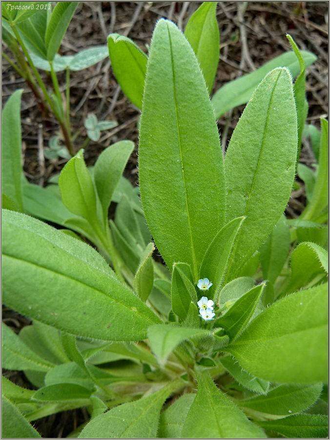 Image of Myosotis sparsiflora Pohl