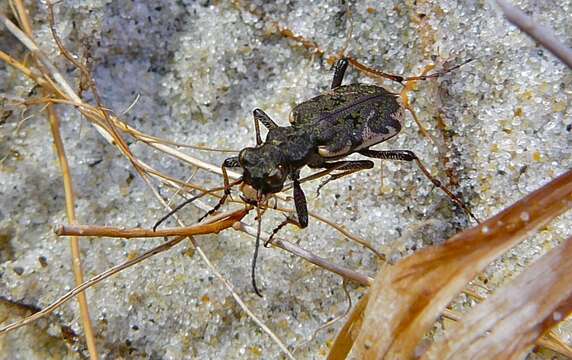 Image of Neocicindela garnerae Larochelle & Larivière 2013