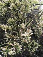 صورة Colletia hystrix Clos