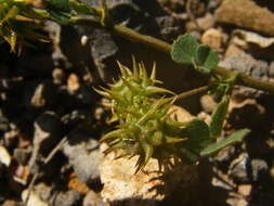 Image of water medick