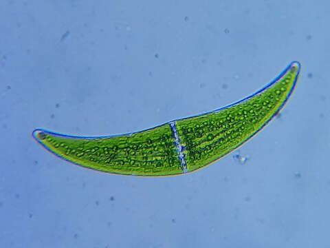 Image of Closterium ehrenbergii