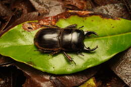 Image of Lissapterus pelorides (Westwood 1855)