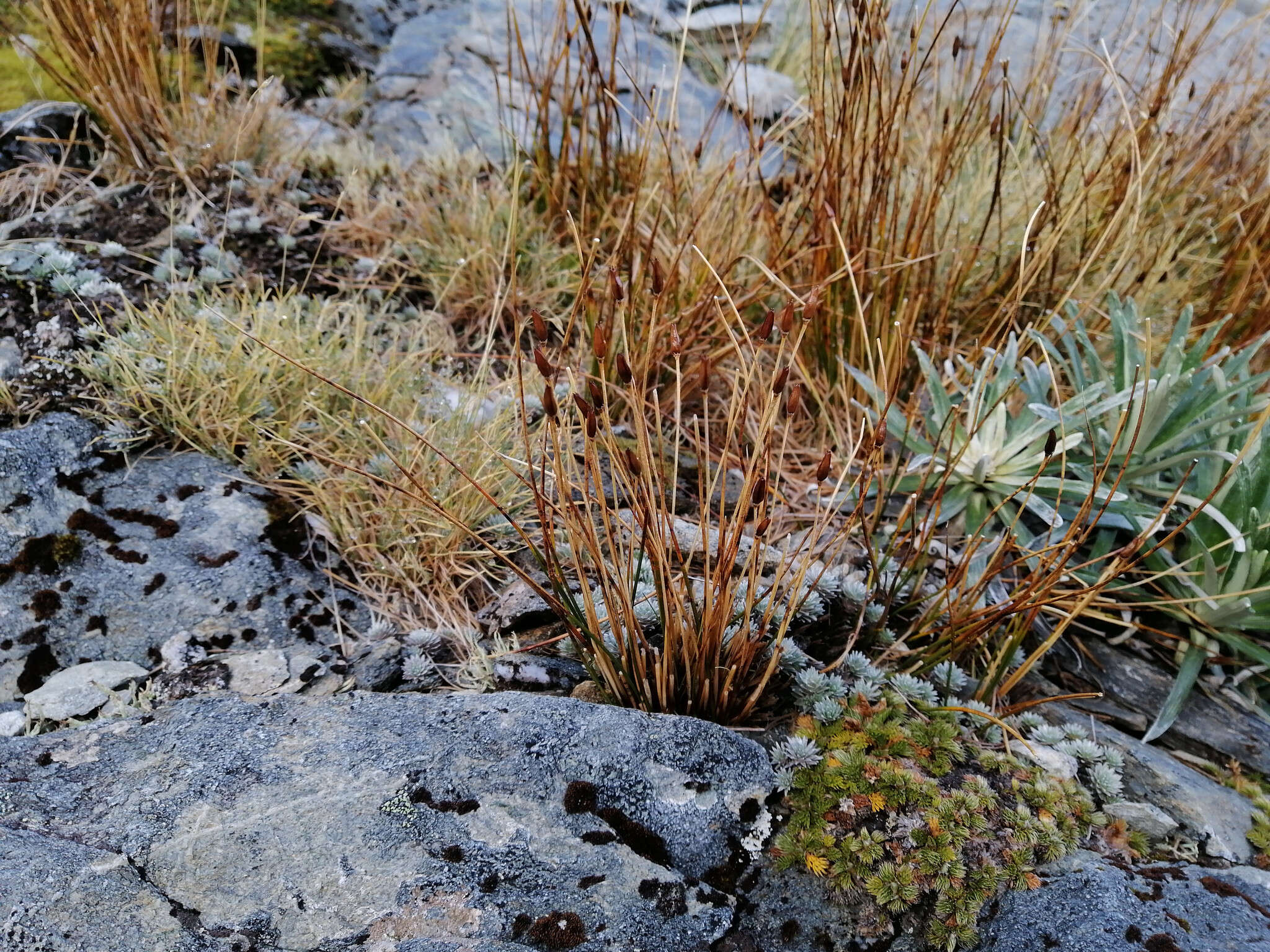 Слика од Marsippospermum gracile (Hook. fil.) Buch.