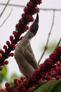 Image of Helmeted Friarbird