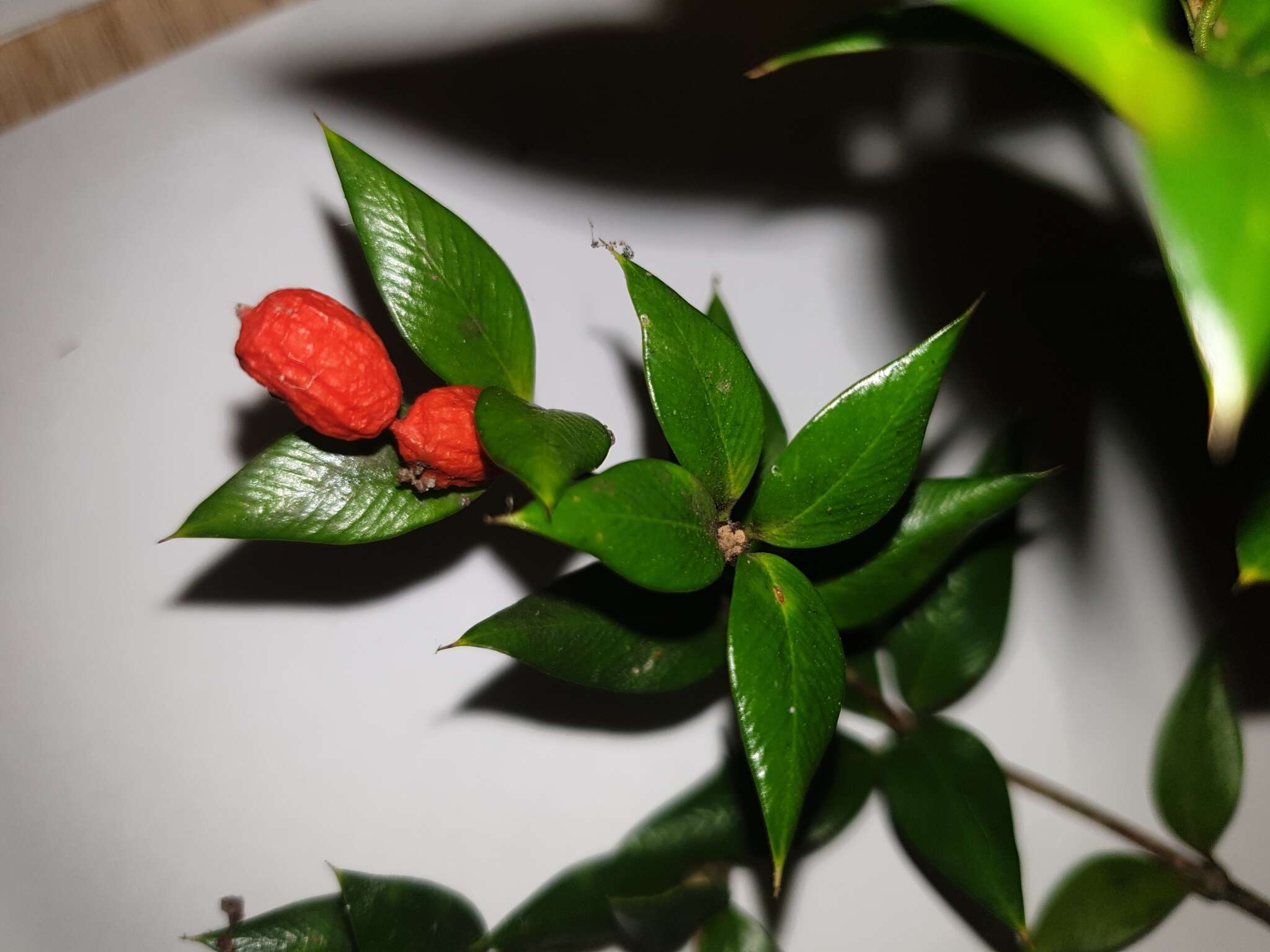 Image of Chain Fruit