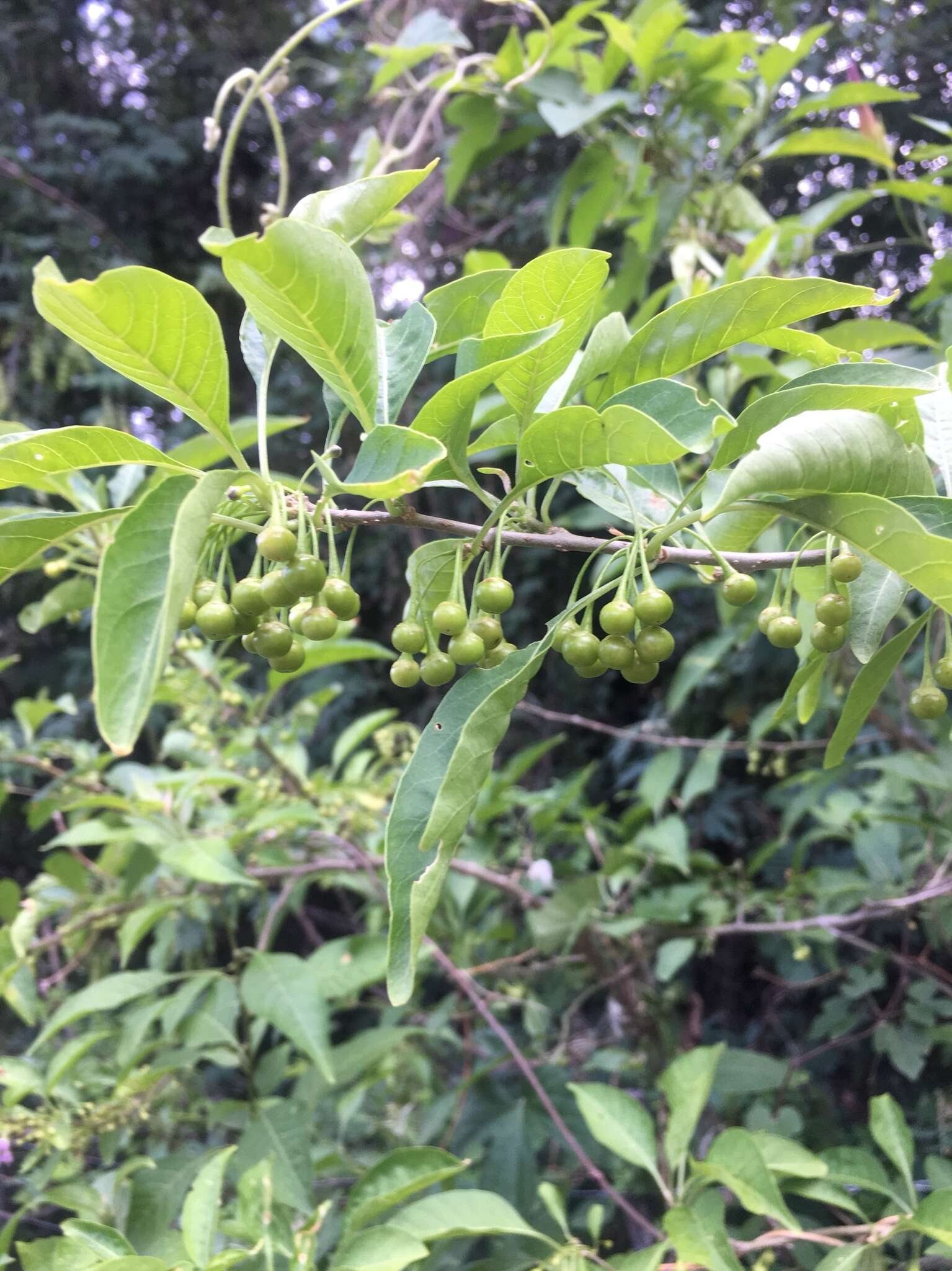 Plancia ëd Vassobia breviflora (Sendtn.) A. T. Hunziker