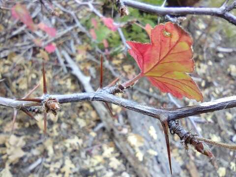 Image of Ribes roezlii var. roezlii